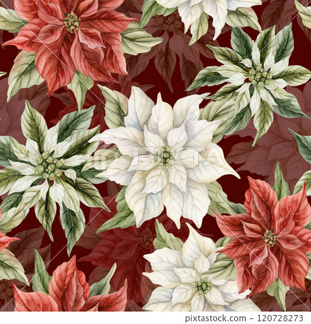 Poinsettia Flowers. Watercolor floral seamless pattern on dark burgundy background with red and white Poinsettia for winter design, Christmas holiday wrapping paper, home textile, cozy winter fabrics 120728273