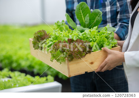 Hydroponics fresh vegetables in wooden box. farmers holding wood basket with fresh vegetables in greenhouse farm. Business Agricultural Vegetable Production. 120728363