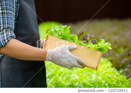 Man farmers holding wood box organic vegetables hydroponic. Business Agricultural Vegetable Production. Soil-Free Planting. working in greenhouse. 120728411