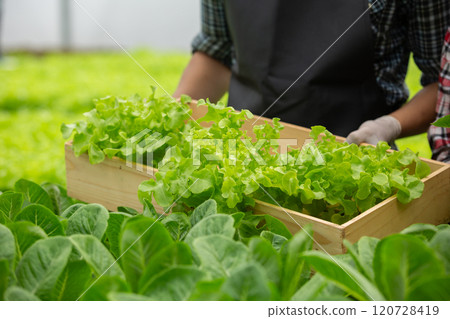 Hydroponics fresh vegetables in wooden box. man farmers holding wood basket with fresh vegetables in greenhouse farm. 120728419