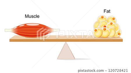 Balance between muscle and fat Balance between muscle and fat 120728421