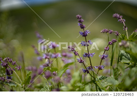 Vibrant purple wildflowers blossoming in a sunlit meadow during the warm summer afternoon 120728463