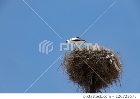 Generated image Generated image 120728573