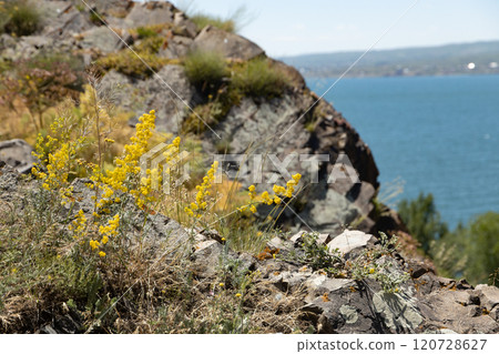 Flowers bloom amidst rocky landscapes overlooking the tranquil waters of Sevan Lake in Armenia 120728627