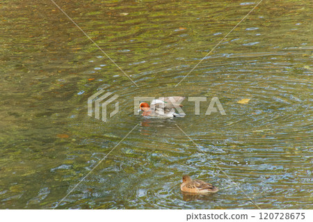 A duck swimming energetically 120728675