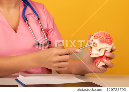 Detailed human anatomy model showing half skeleton and half muscle structure. Person pointing at eye with pen. Educational tool for biology, medical studies, and anatomy classes. Detailed human anatomy model showing half skeleton and half muscle structure. Person pointing at eye with pen. Educational tool for biology, medical studies, and anatomy classes. 120728793