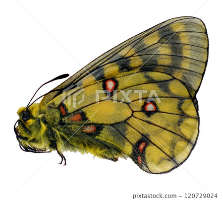 Beautiful yellow butterfly displaying vivid colors and intricate patterns captured in natural light 120729024