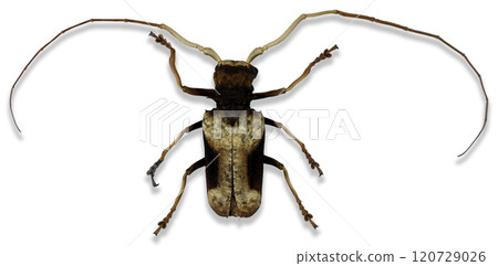 Petrognata gigas, a striking beetle species, displays its elongated form and intricate antennae. Found in a tropical forest environment, it exemplifies nature's diversity. Petrognata gigas, a striking beetle species, displays its elongated form and intricate antennae. Found in a tropical forest environment, it exemplifies nature's diversity. 120729026