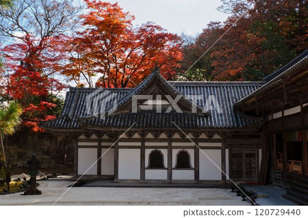 Hondo和秋葉 120729440