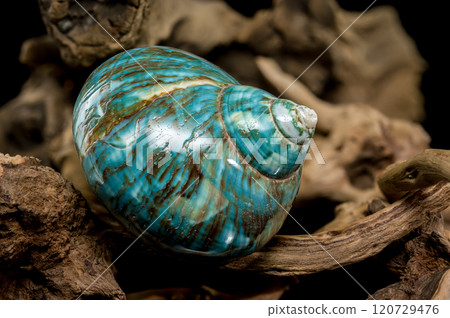 Polished Turquoise Nautilus Shell Polished Turquoise Nautilus Shell 120729476