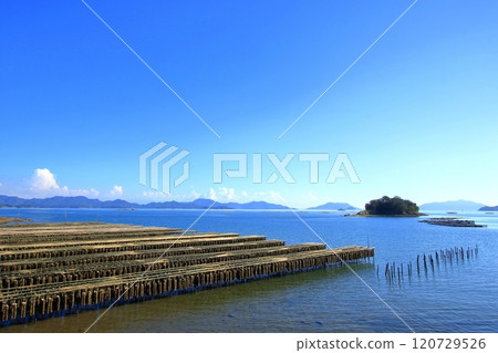 平靜的瀨戶海中生長的牡蠣 120729526