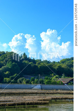 Oysters grown in the Seto Inland Sea 120729548