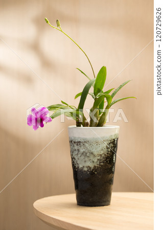 A pink dwarf orchid blooms elegantly in a ceramic pot, showcasing its beauty. 120729626