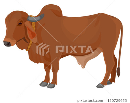 Zebu bull. Brahman cattle. Vector illustration 120729653