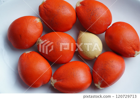 Cycad seeds 120729713