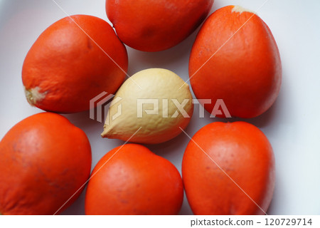 Cycad seeds 120729714