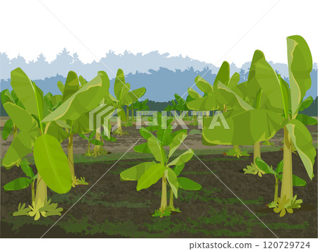 Banana Trees Field, Banana trees plantation 120729724
