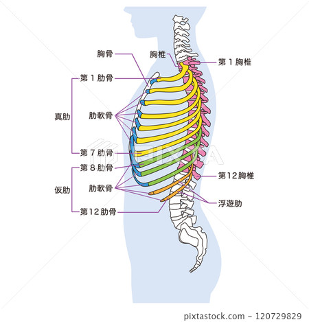 肋骨和胸椎的結構骨骼側視圖醫學 肋骨和胸椎的結構骨骼側視圖醫學 120729829