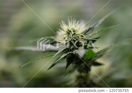 A CloseUp Image of a Beautiful Cannabis Flowering Bud within a Greenhouse Environment A CloseUp Image of a Beautiful Cannabis Flowering Bud within a Greenhouse Environment 120730785