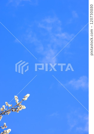 White plum blossoms against the blue sky (background material) 120730880