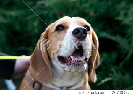 Beagle puppy looking up. Pet portrait indoors. 120730932