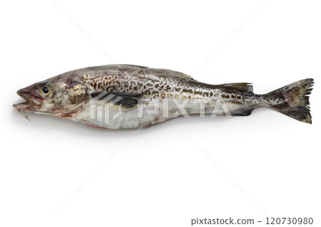 Alaska pollacker Alaska pollacker 120730980