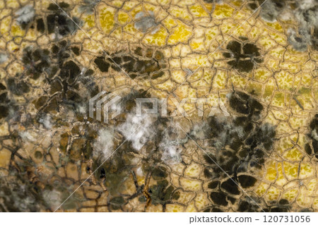 spoiled melon with black spots from mold and mildew 120731056