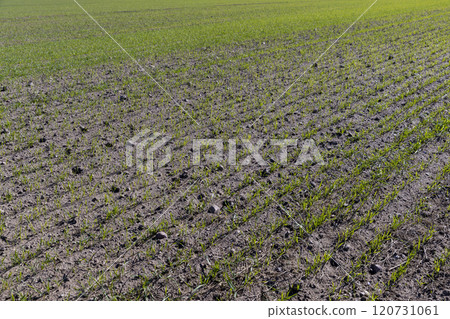 a large harvest of green wheat sprouts a large harvest of green wheat sprouts 120731061