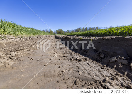 a road in a field with an oak tree growing at the end of the road 120731064
