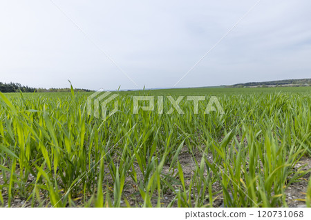 green wheat in cloudy weather in spring green wheat in cloudy weather in spring 120731068