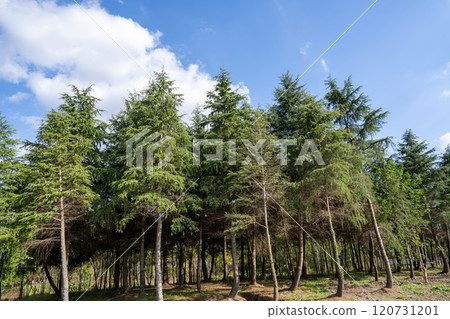 pine forest under blue sky 120731201