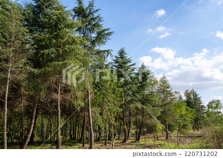 pine forest under blue sky 120731202