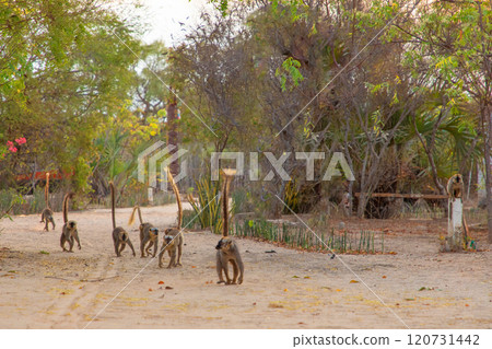 brown lemur Eulemur fulvus in Lemur Park, Madagascar 120731442