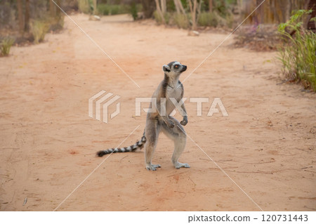 kata lemur in its natural habitat, Madagascar. a cute little animal 120731443