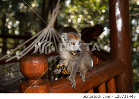 Crowned lemur Eulemur Coronatus endemic animal 120731446