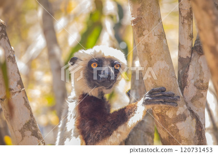 Endangered Coquerel's Sifaka Lemur Propithecus coquereli Madagascar Endangered Coquerel's Sifaka Lemur Propithecus coquereli Madagascar 120731453