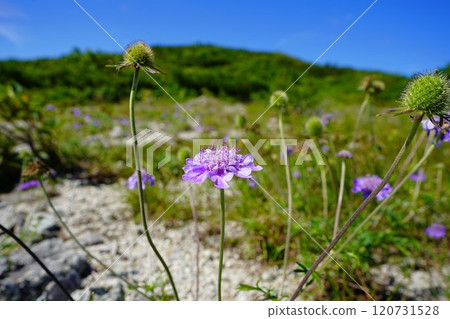 Scabious flowers on Mount Tengu Sumotori in the Asahi Mountain Range Scabious flowers on Mount Tengu Sumotori in the Asahi Mountain Range 120731528