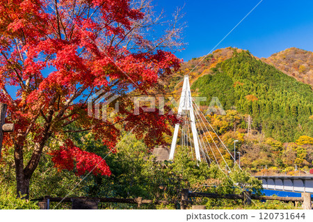 [Kanagawa Prefecture] Autumn leaves near Eisei Bridge on Lake Tanzawa 120731644