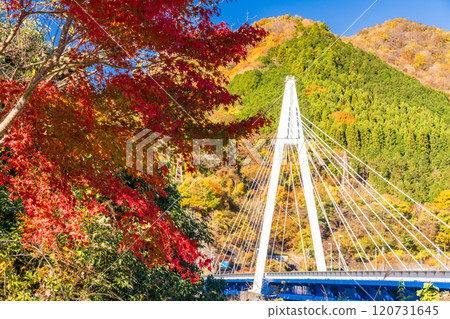 [Kanagawa Prefecture] Autumn leaves near Eisei Bridge on Lake Tanzawa 120731645
