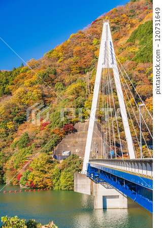 [Kanagawa Prefecture] Autumn leaves near Eisei Bridge on Lake Tanzawa 120731649