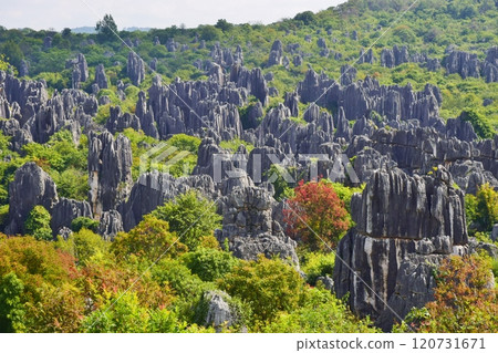 世界遺產雲南石林風景區 120731671
