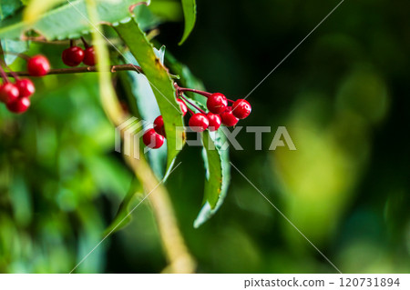 Autumn day manryo fruit 01 120731894