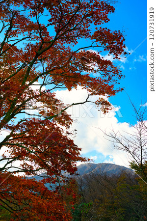 Autumn leaves of Hakone Autumn leaves of Hakone 120731919