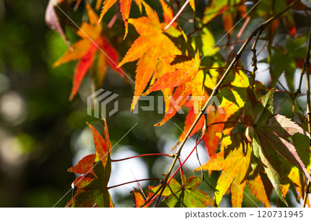 秋日的秋葉 17 120731945