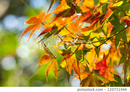 秋日的秋葉 06 120731946