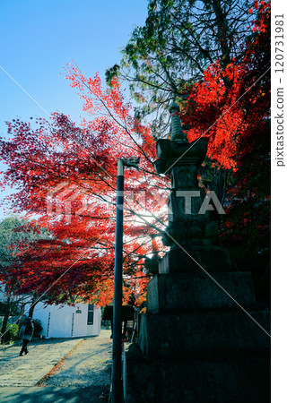 Blue skies and beautiful autumn leaves at Yagotoyama Koshoji Temple Blue skies and beautiful autumn leaves at Yagotoyama Koshoji Temple 120731981
