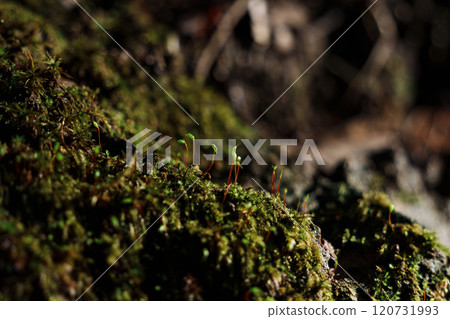 Moss sprouts in the forest on an autumn day 01 Moss sprouts in the forest on an autumn day 01 120731993