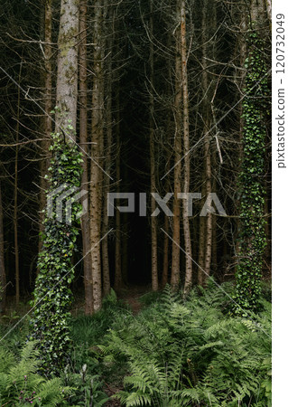 A path winds into a dark forest. Mostly straight, tall trees are shown. Ivy covers a portion of several tree trunks. Ferns and other vegetation at base of trees. A path winds into a dark forest. Mostly straight, tall trees are shown. Ivy covers a portion of several tree trunks. Ferns and other vegetation at base of trees. 120732049