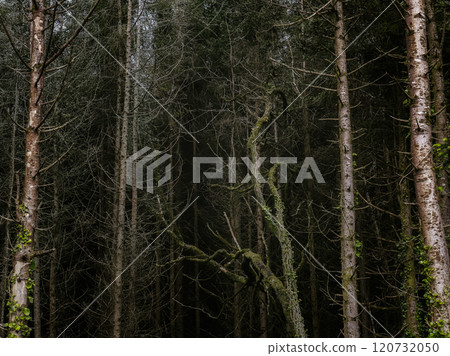 Moss-covered tree branch intertwines with dark forest backdrop during overcast day in serene woodland setting. Moss-covered tree branch intertwines with dark forest backdrop during overcast day in serene woodland setting. 120732050