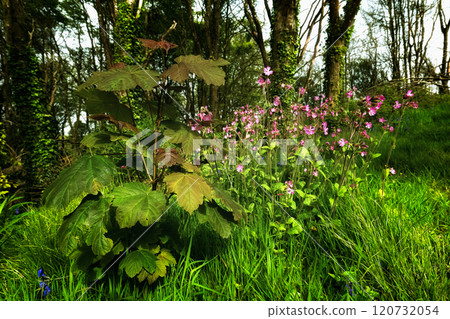 Close-up view shows a plant with dark foliage and visible veins. Adjacent to this, numerous pink flowers stand tall in a grassy area near trees. 120732054